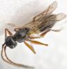 Glauraspidia microptera